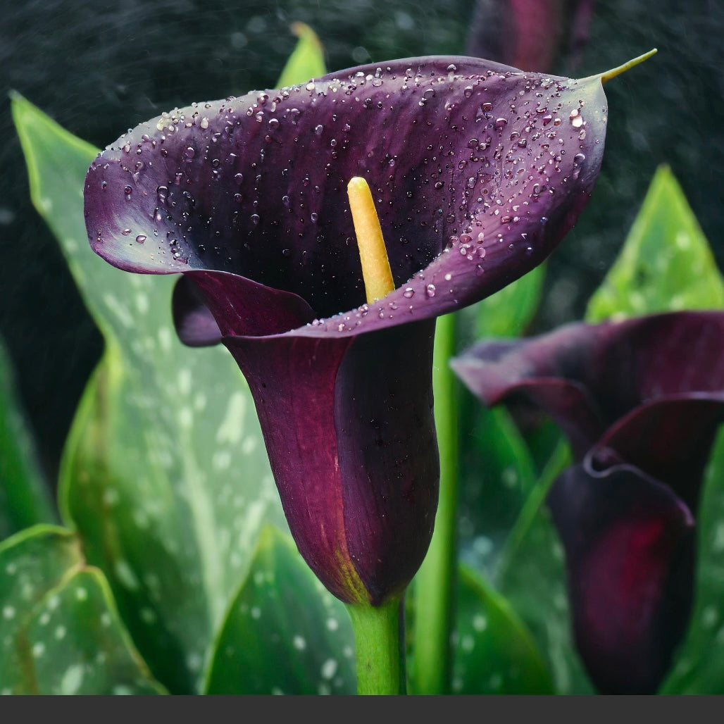 dark purple calla lily plant Calla Lily Flower Essence – Whispering Roots Apothecary