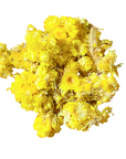 Helichrysum