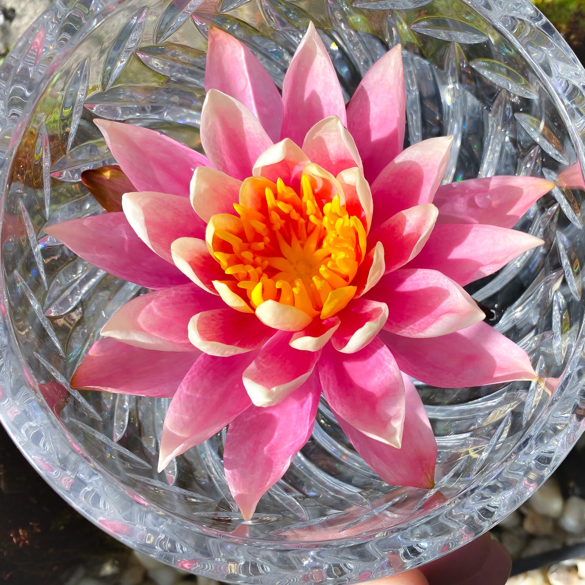 Pink Water Lily Flower Essence