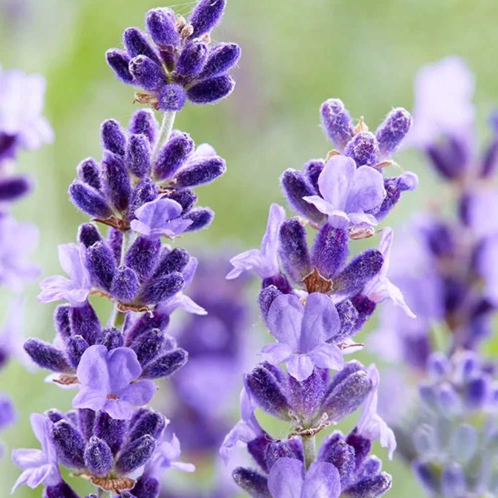 essence lavender plant Lavender Flower Essence