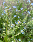 Forget-Me-Not Flower Essence