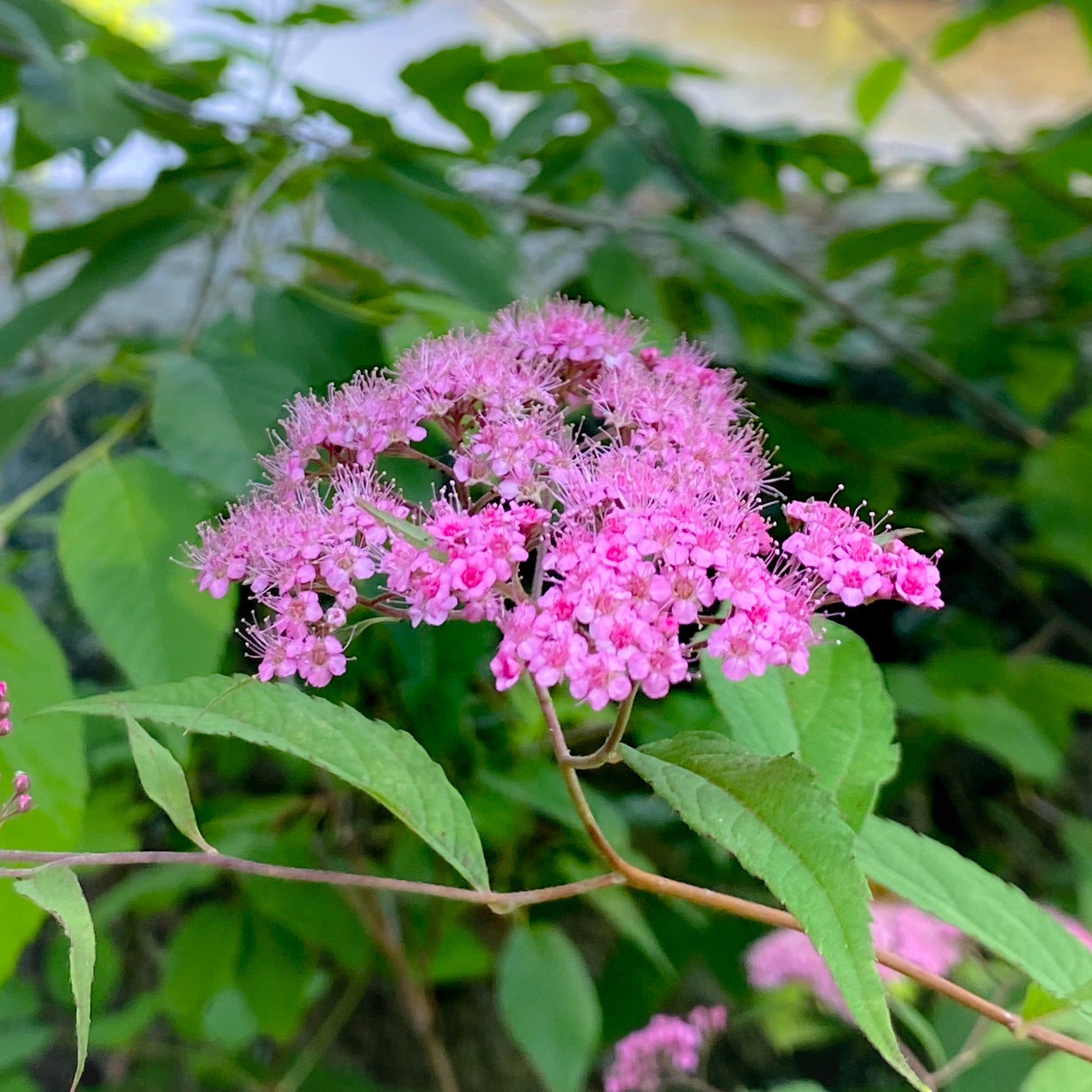 Japanese Meadowsweet Flower Essence