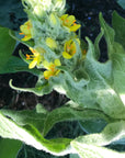 Mullein Flower Essence