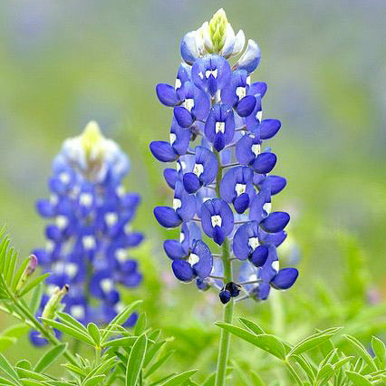 Bluebonnet Flower Essence