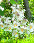 Catalpa Flower Essence