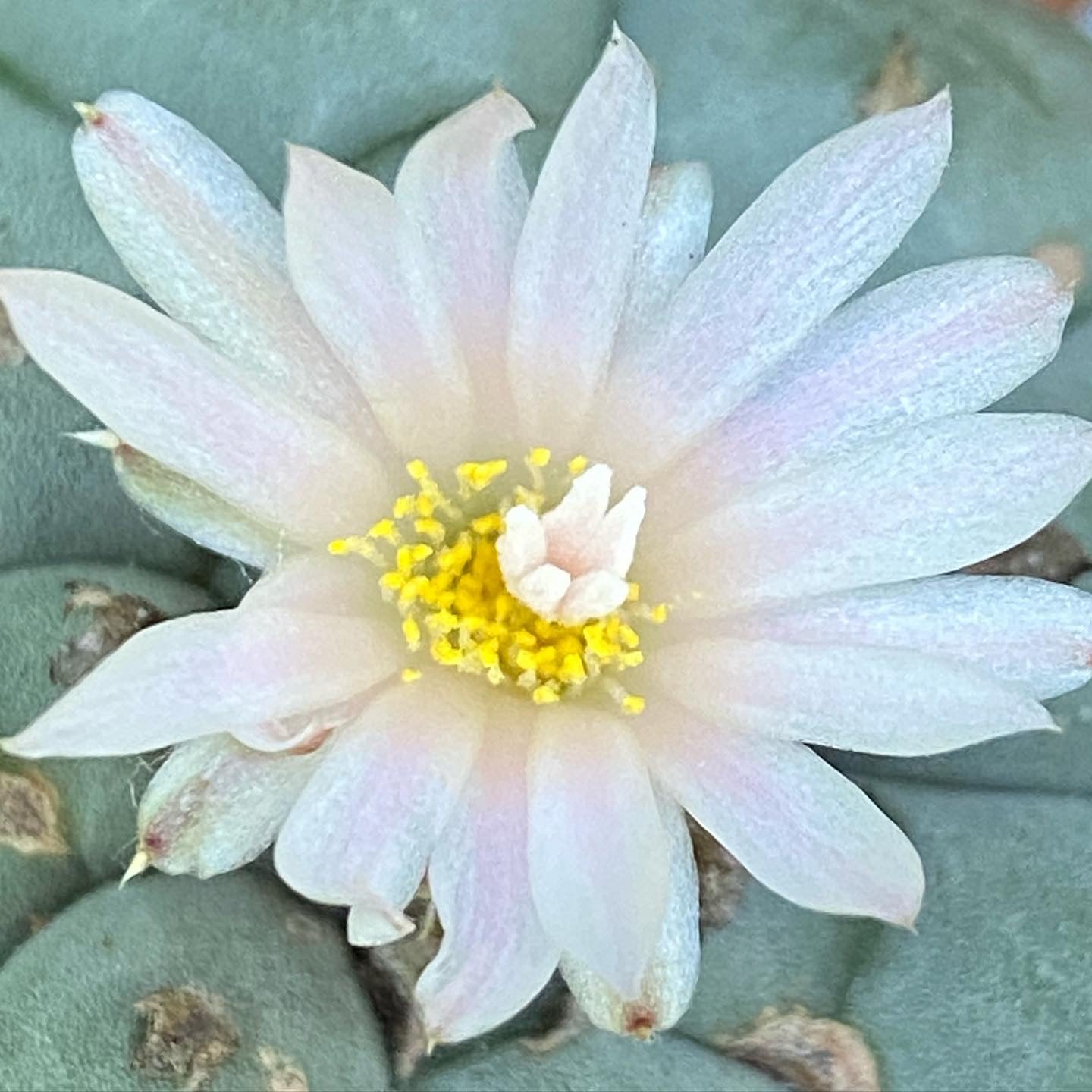 Peyote Ceremonial Flower Essence