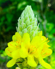 Mullein Flower Essence