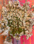 Rose of Jericho