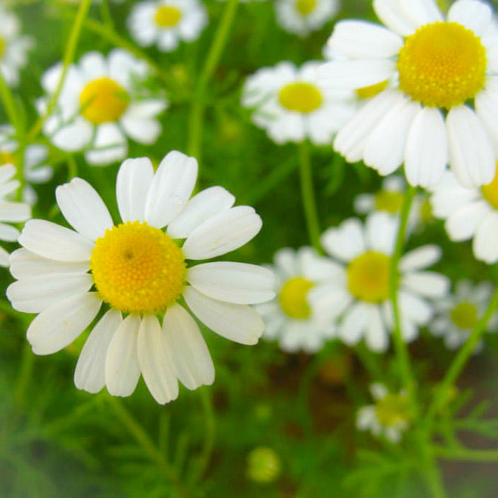 Chamomile Flower Essence