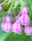 Comfrey Flower Essence
