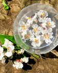 Catalpa Flower Essence