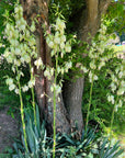 Yucca Flower Essence