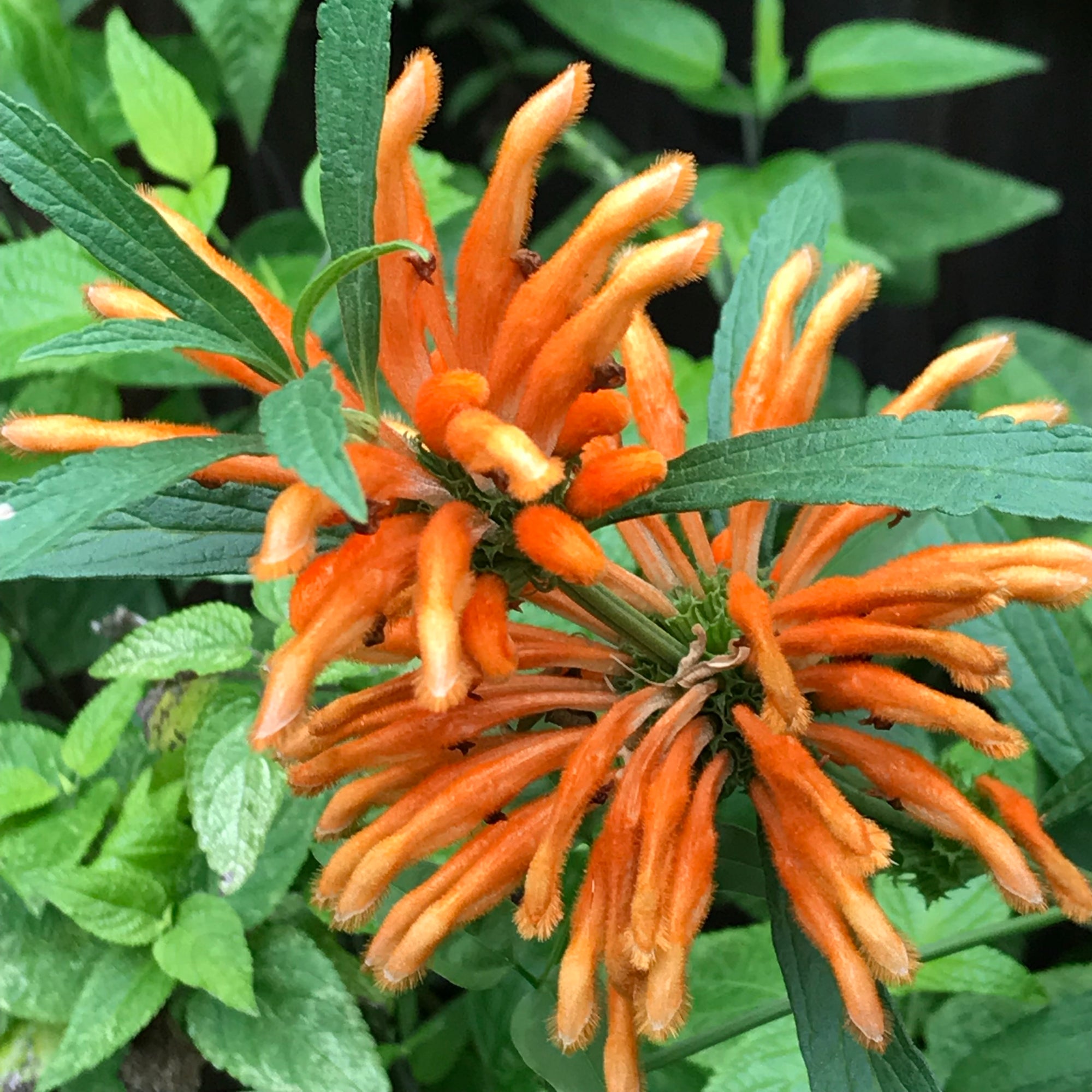 Wild Dagga/Lion’s Tail Flower Essence