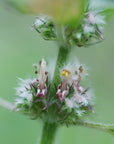Motherwort Flower Essence
