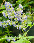 Chaste Tree (Nirgundi/Vitex) Flower Essence