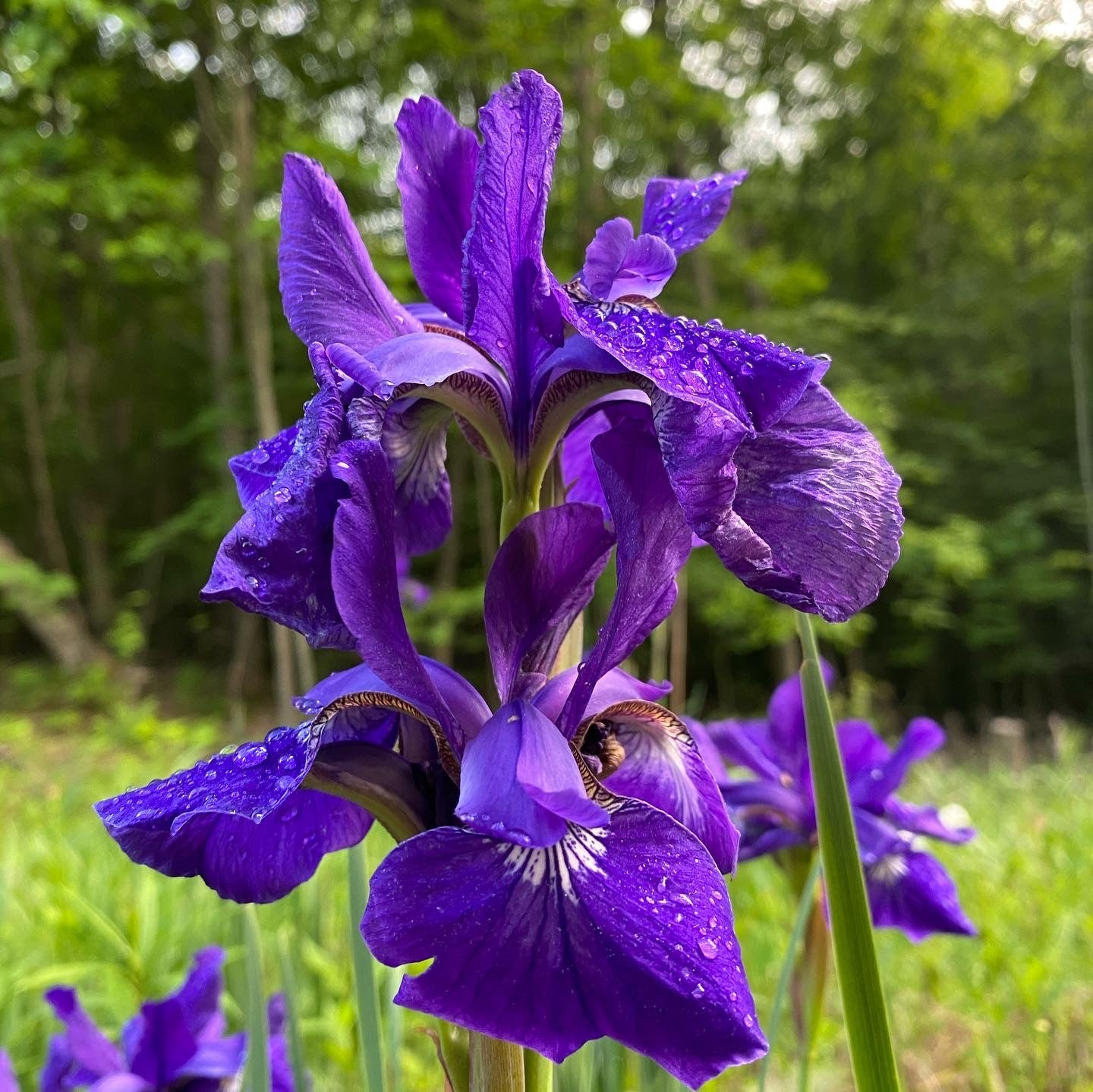 Siberian Iris Flower Essence
