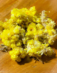 Helichrysum