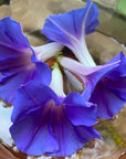 Morning Glory Flower Essence