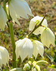 Yucca Flower Essence