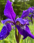 Siberian Iris Flower Essence