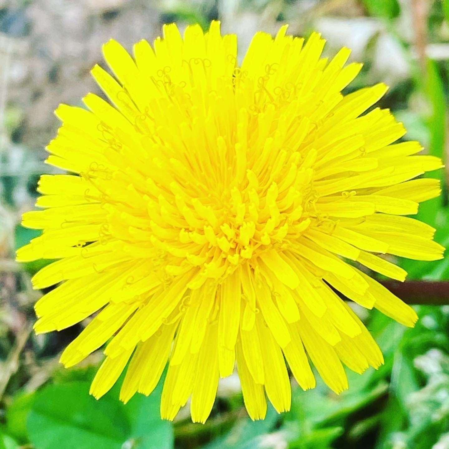 Dandelion Flower Essence