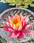 Pink Water Lily Flower Essence