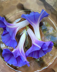 Morning Glory Flower Essence