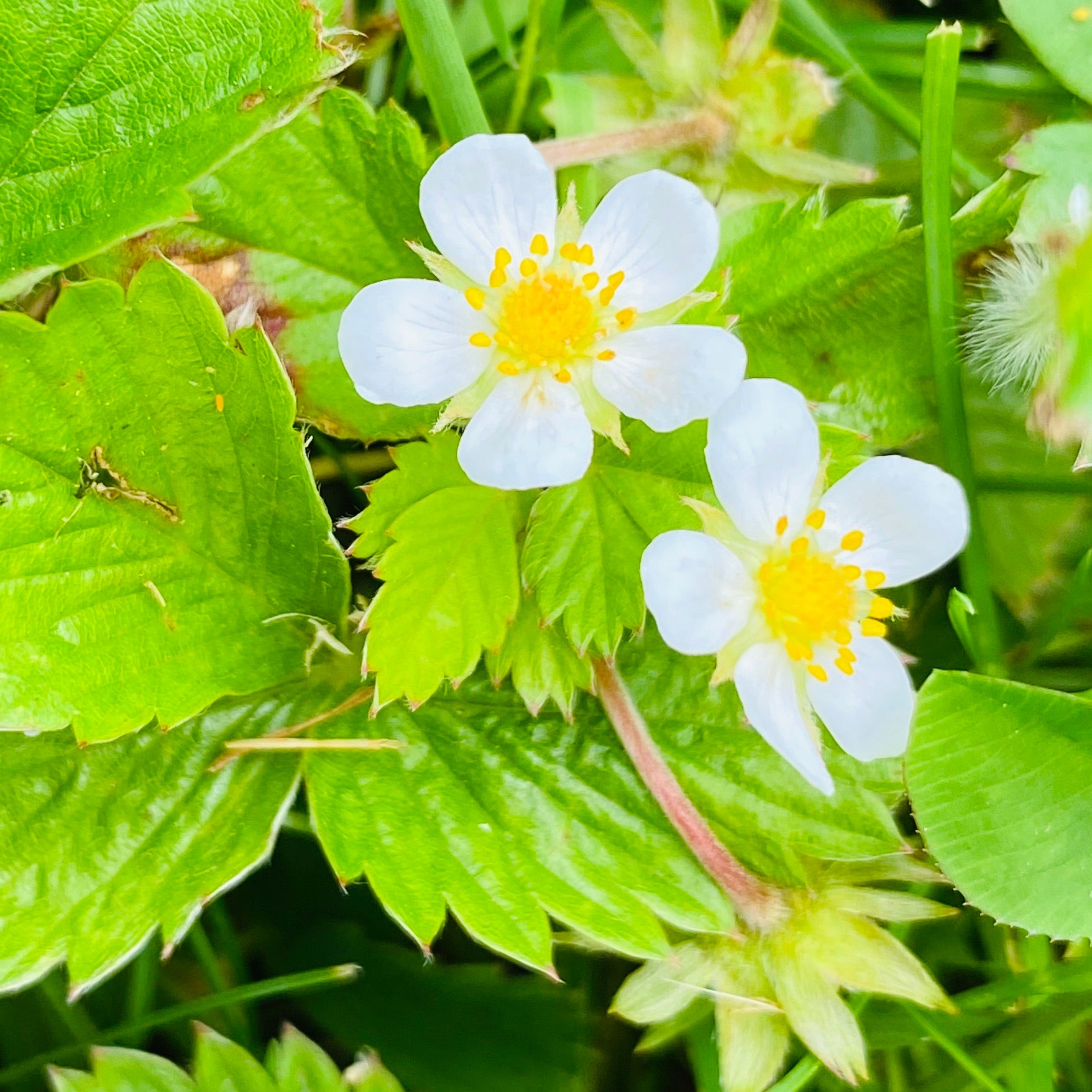 Wild Strawberry Flower Essence