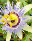 Passionflower (Blue Crown) Essence