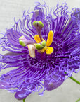 Passionflower (Purple) Essence