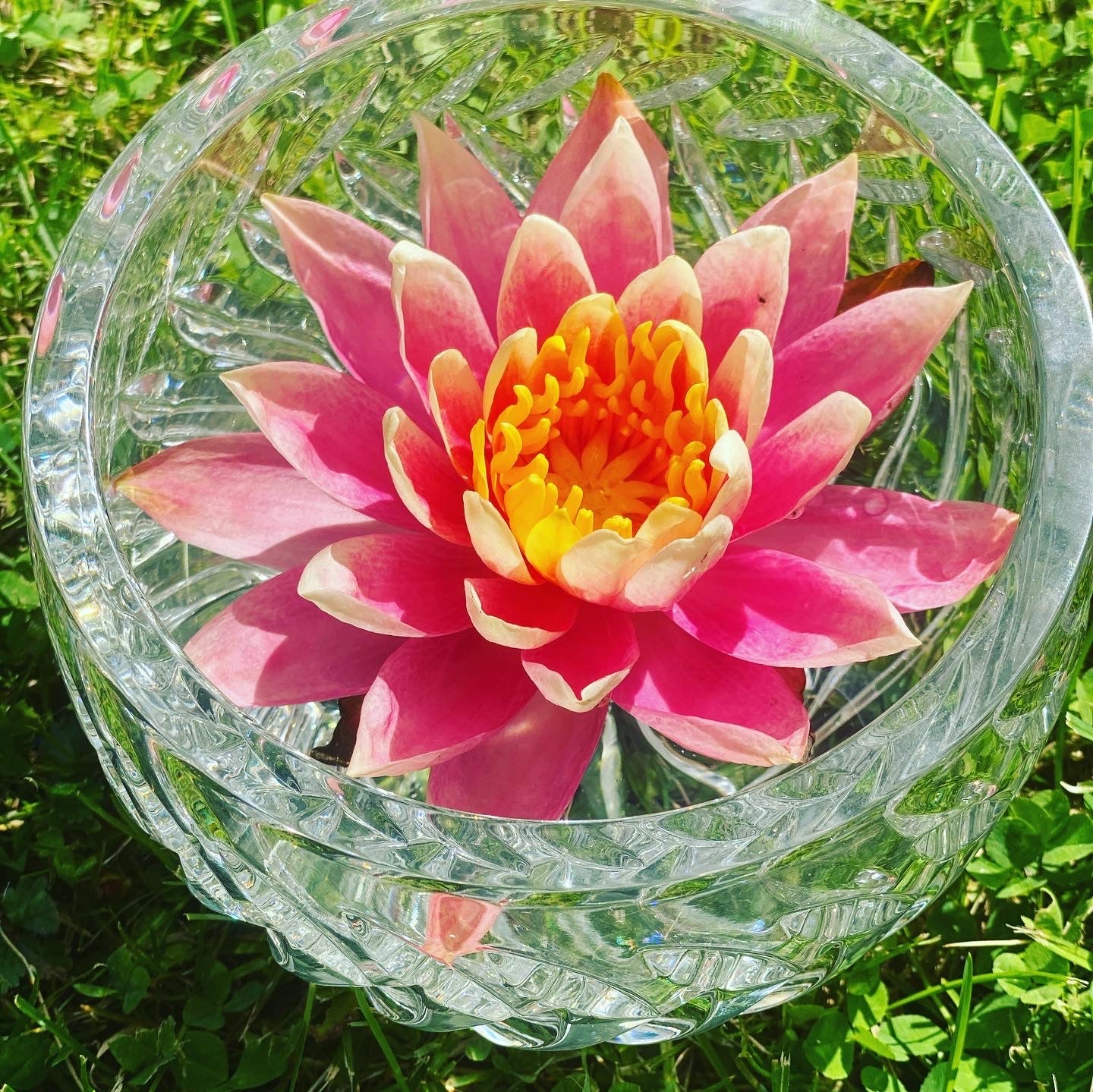 Pink Water Lily Flower Essence