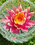 Pink Water Lily Flower Essence