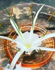 Beach Spider Lily Flower Essence