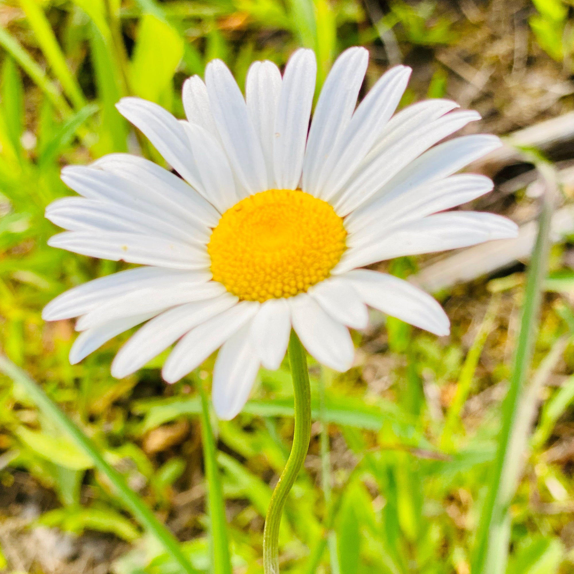 Oxeye Daisy Flower Essence