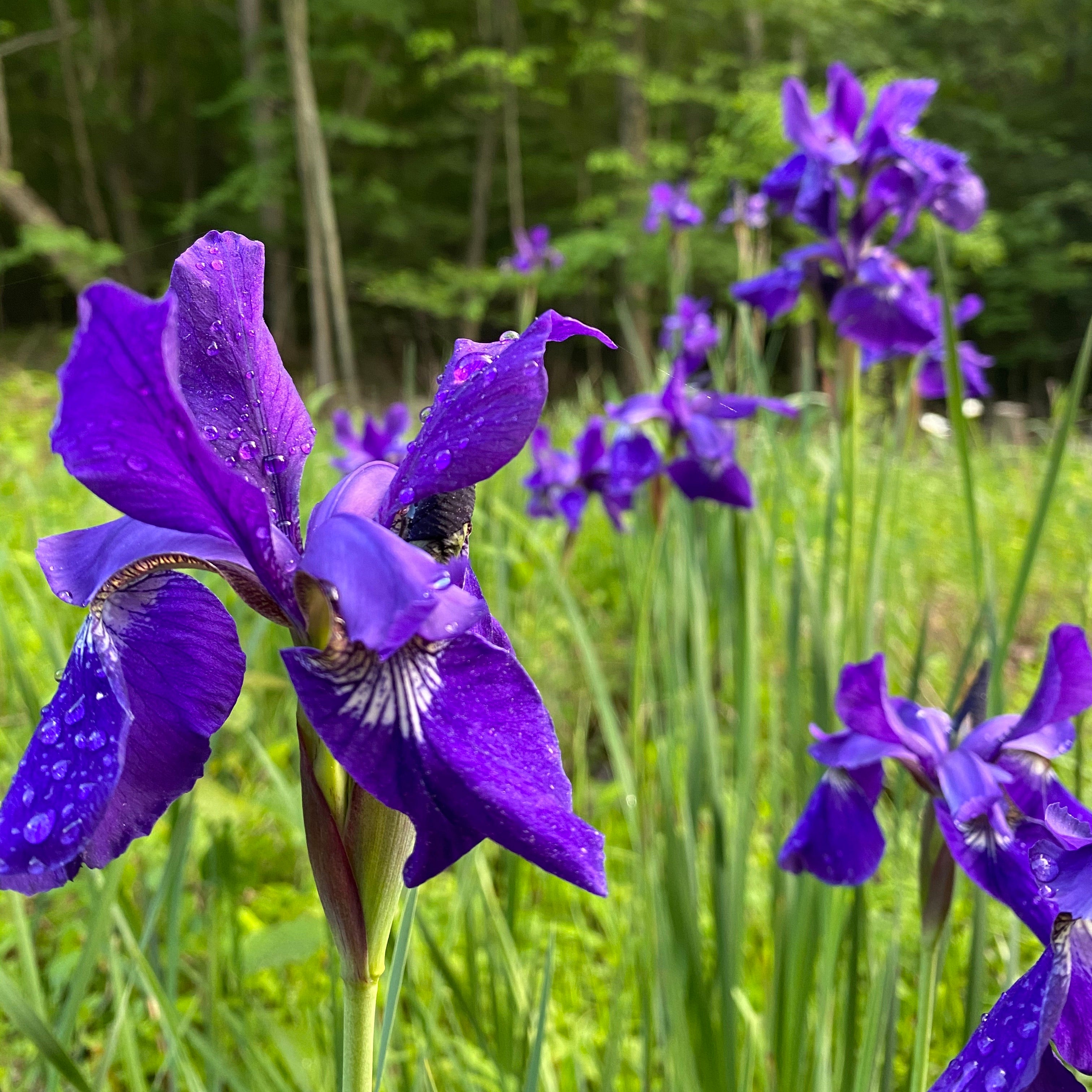 Siberian Iris (Iris sibirica) organic