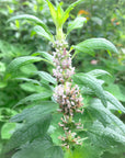 Motherwort Flower Essence