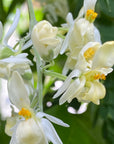 Moringa Flower Essence