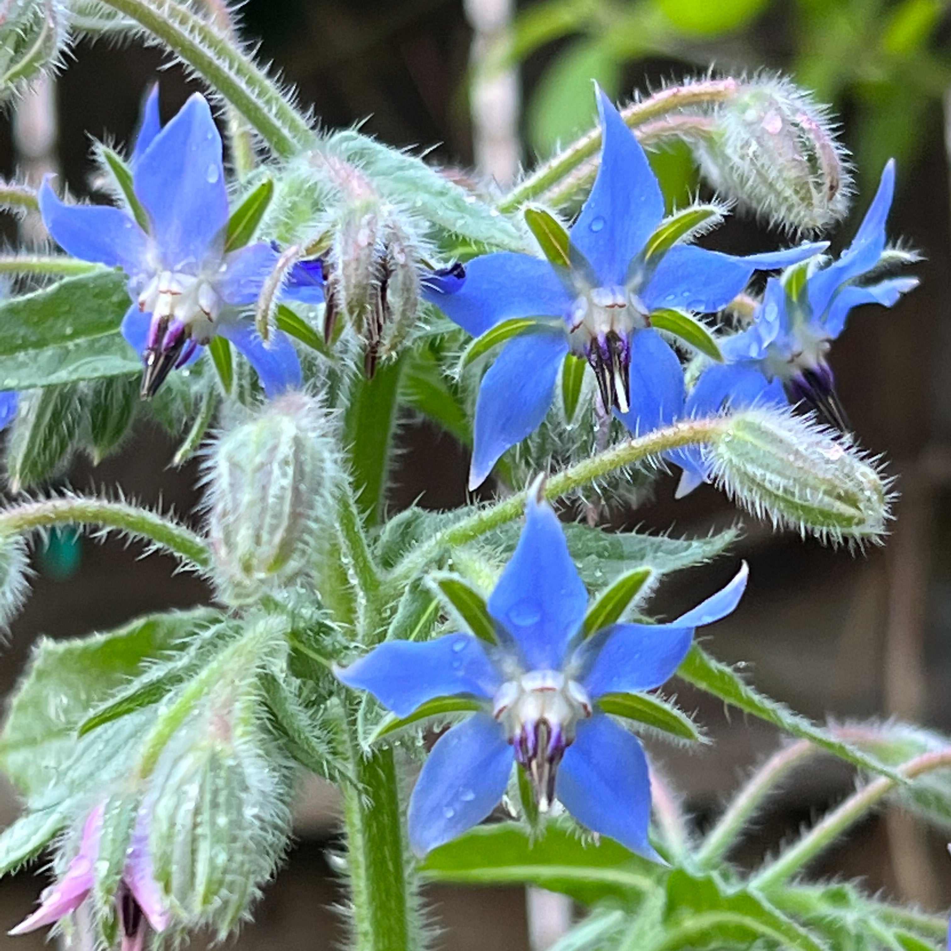 Borage Flower Essence Whispering Roots Apothecary