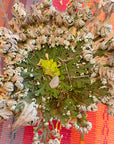 Rose of Jericho
