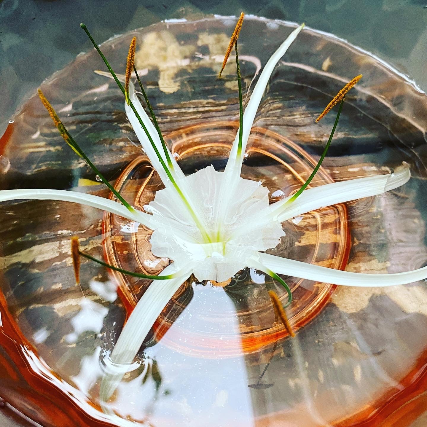 water spider lily Beach Spider Lily Flower Essence – Whispering Roots Apothecary
