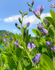 Blue Wild Indigo Flower Essence