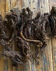 Osha Root Extract