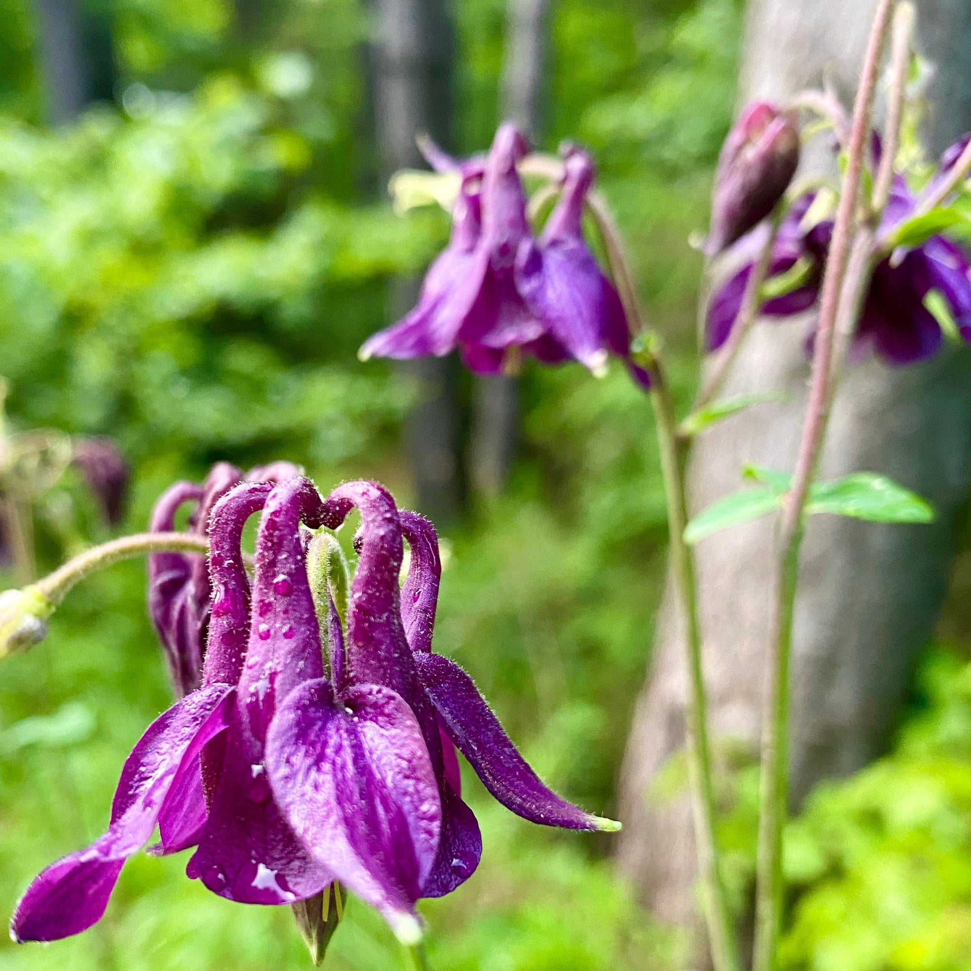European Columbine Flower Essence