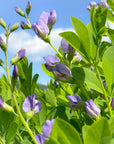 Blue Wild Indigo Flower Essence