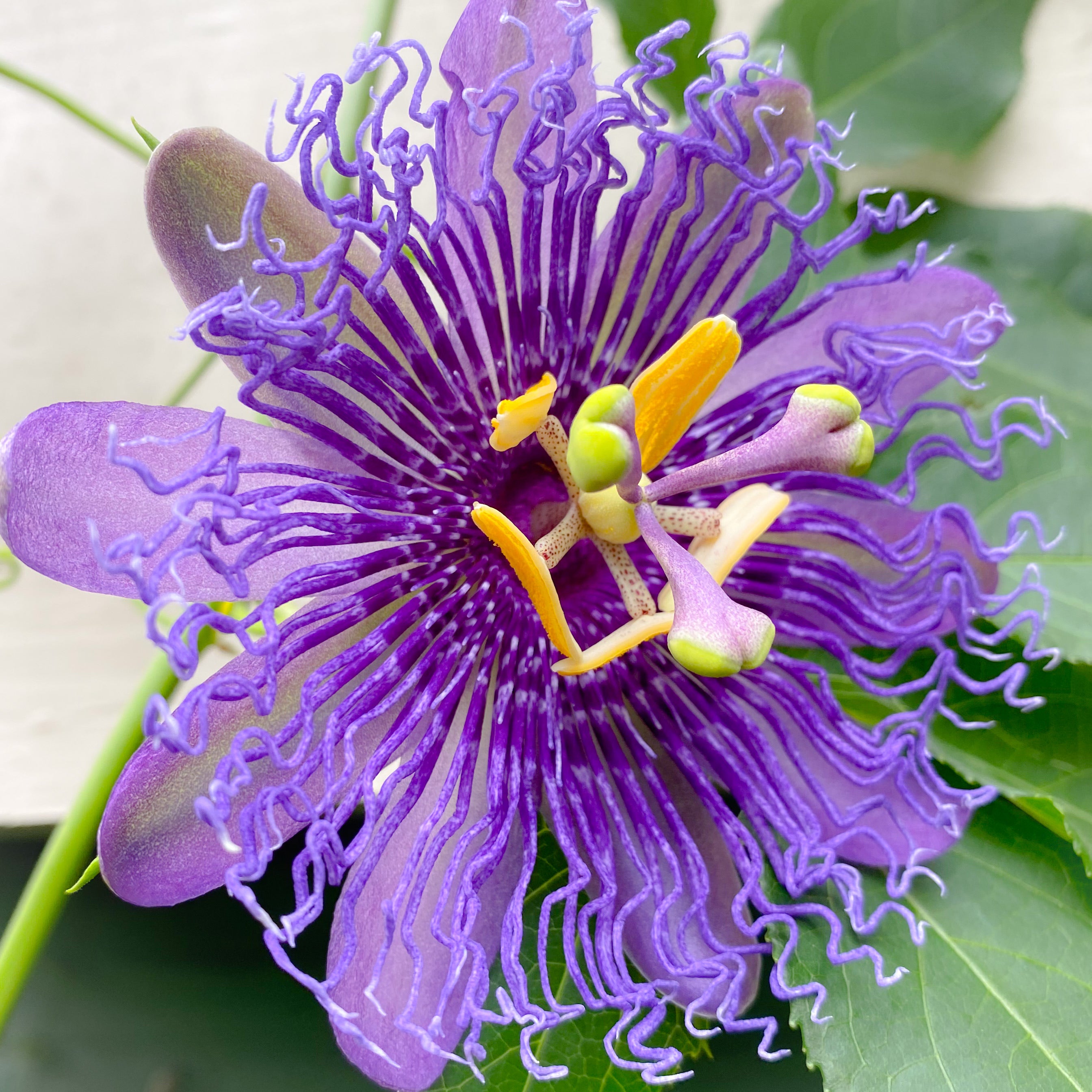 Passionflower (Purple) Essence