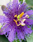 Passionflower (Purple) Essence