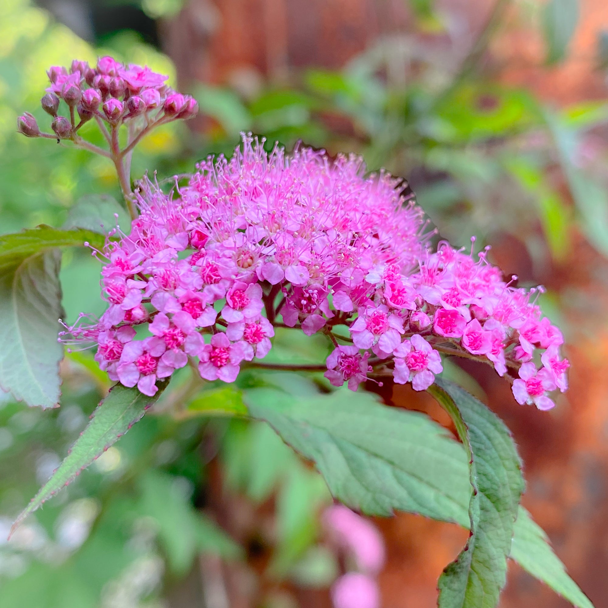 Japanese Meadowsweet Flower Essence