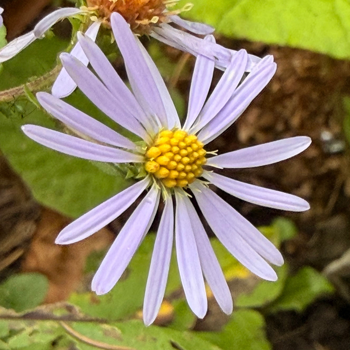 Wild Aster Flower Essence