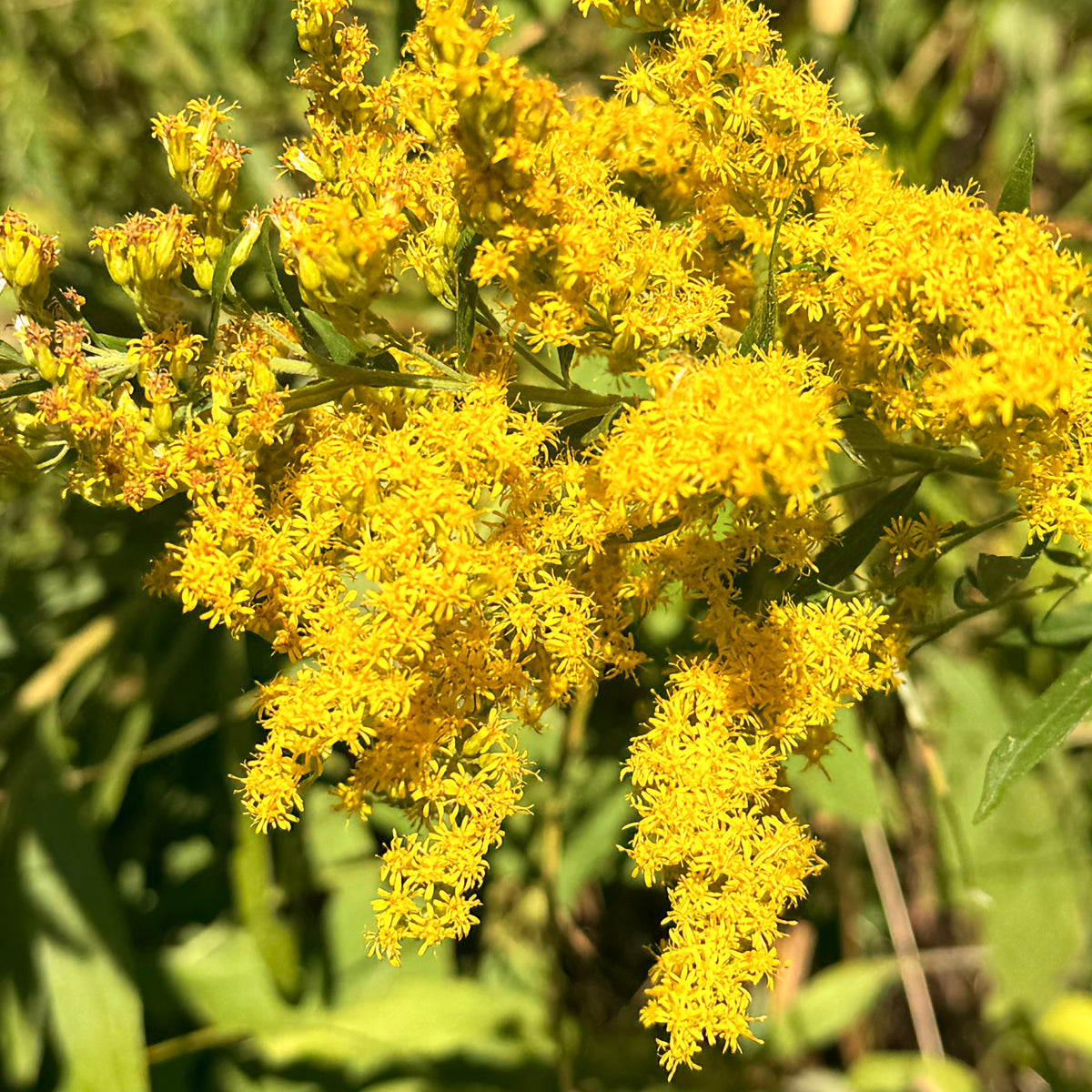 Goldenrod Flower Essence