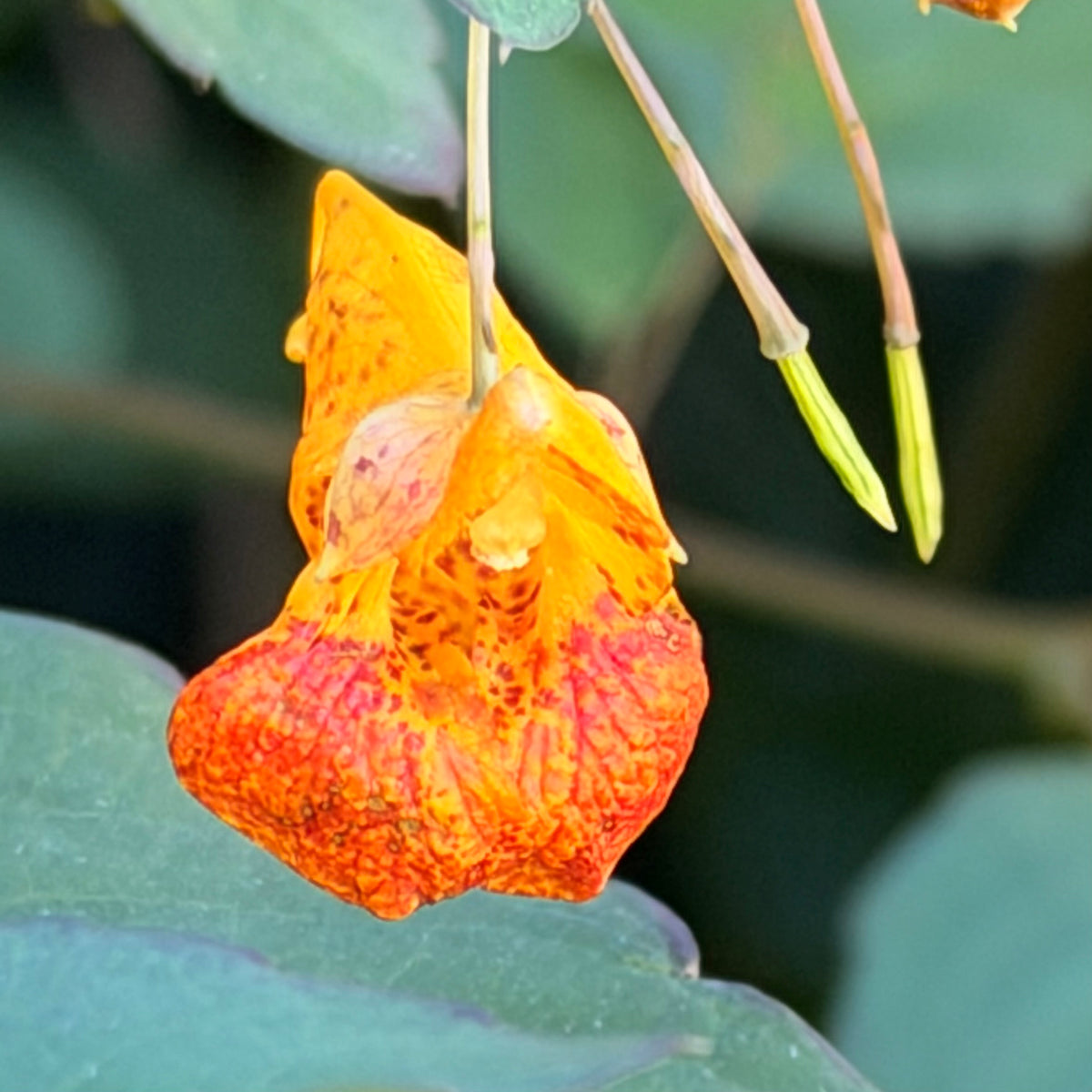 Spotted Jewelweed Flower Essence